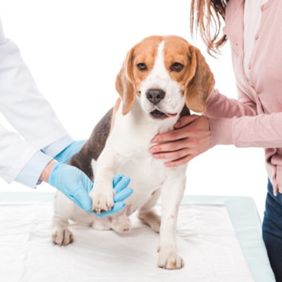 Veterinary Medicine Franchise