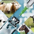 Veterinary Injections Manufacturers in Gujarat 1