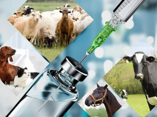 Veterinary Injections Manufacturers in Ambala