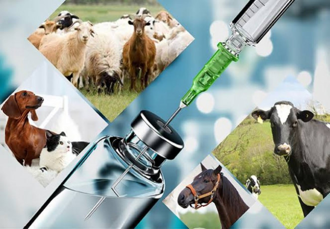 Veterinary Injections Manufacturers in Ambala 1