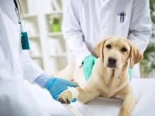 Veterinary Injections Manufacturers in Chandigarh