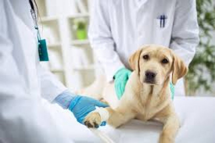 Veterinary Injections Manufacturers in Chandigarh 1