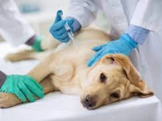 Veterinary Injections Manufacturing Company