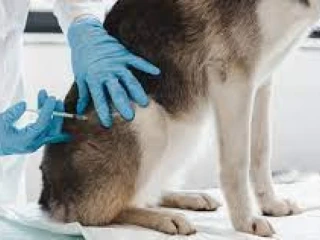 Veterinary Injections Manufacturers in Panchkula