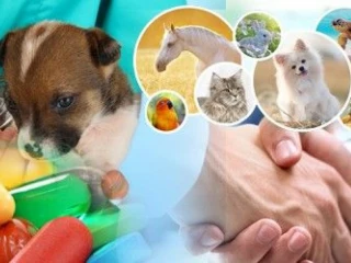 Veterinary Pharma Franchise Company