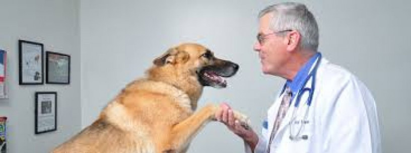 Veterinary Medicines 1