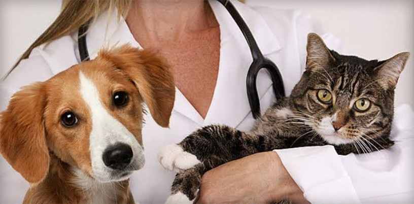 Veterinary Pharma Companies 1