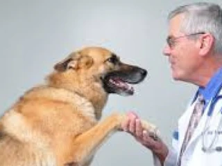 Top Veterinary PCD Companies