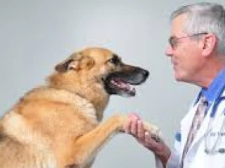 Veterinary PCD Pharma Franchise