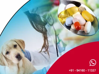 Veterinary PCD Pharma Franchise in Lucknow