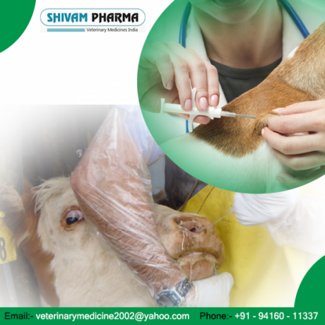 Veterinary PCD Pharma Franchise in Pune 1