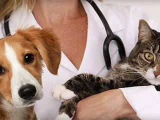 Veterinary Pharma Franchise Company