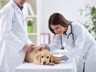 Veterinary PCD Company in Haryana