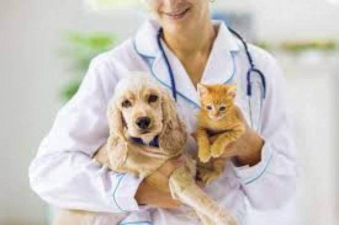 Veterinary Medicine Franchise Distributors in Haryana 1