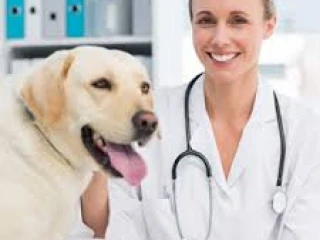 Veterinary Medicine Franchise Company in Punjab